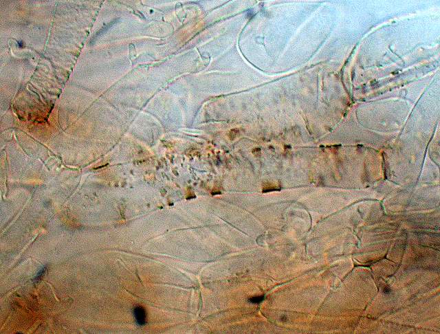 Cortinarius spec. Cod.:2392-7